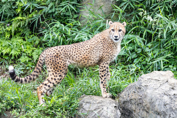 チーター, 子ども