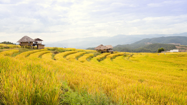 Terraced rice fields at Chiangmai Province in thailand.