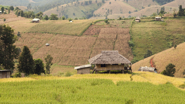 Terraced rice fields at Chiangmai Province in thailand.