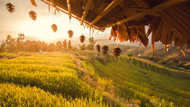 Terraced rice fields at Chiangmai Province in thailand.