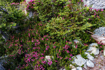 Survival at the harshest of conditions - Wildflowers at 6,500 feet, BC, Canada