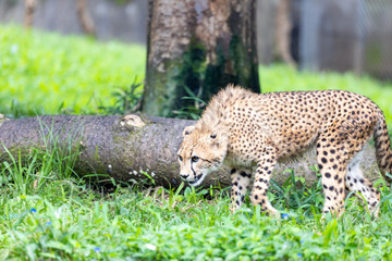 チーター, 子ども
