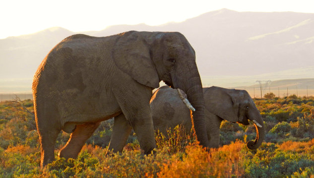 Elefant Mother With Her Calf Grazing In The Setting Sun