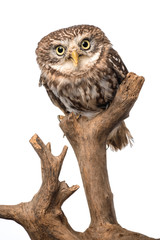 Cute wild owl on wooden branch isolated on white