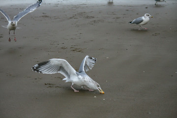 seagulls on the beach of the North Sea trying to get some food