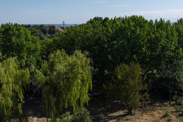 Trees with green foliage and blue sky at background