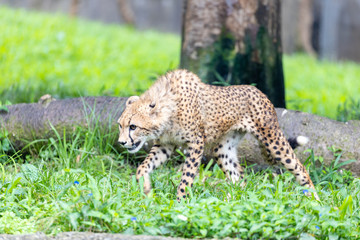チーター, 子ども