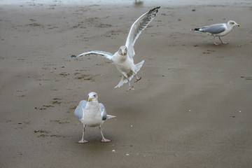 seagulls on the beach of the North Sea trying to get some food