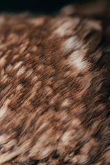 close up view of wild owl feathers