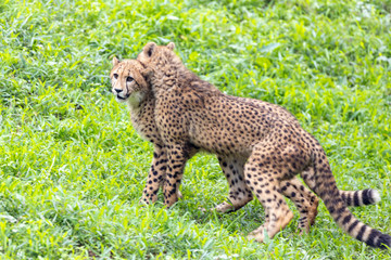 チーター, 子ども