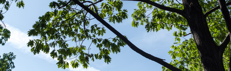Bottom view of maple green leaves with blue sky at background, panoramic shot