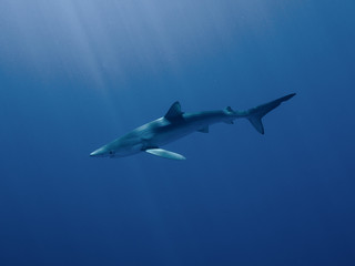 Obraz premium AZORES BLUE SHARK