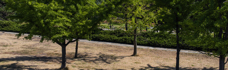 Panoramic shot of evergreen trees in park