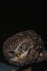 brown cute wild owl on wooden branch isolated on black