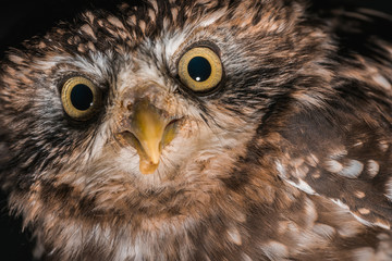 close up view of brown cute wild owl isolated on black