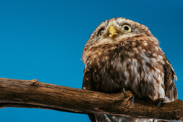 cute wild owl on wooden branch isolated on blue