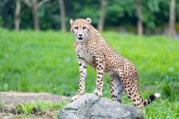 チーター, 子ども