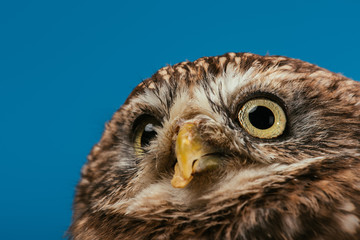 close up view of cute wild owl muzzle isolated on blue