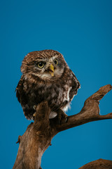 cute wild owl on wooden branch isolated on blue