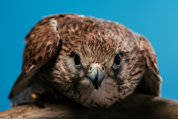 cute wild owl on wooden branch isolated on blue