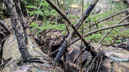 Fototapeta premium wild forest in summer in Russia