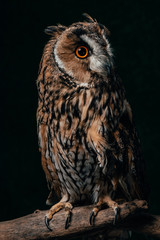 wild owl sitting in dark on wooden branch isolated on black