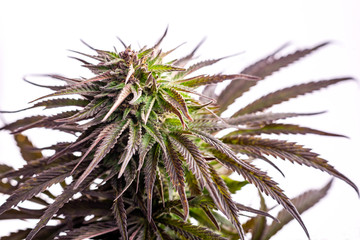 Naklejka na ściany i meble Marijuana Plants Growing Medicine Plant