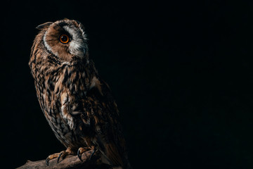 wild owl sitting in dark on wooden branch isolated on black with copy space