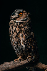 wild owl sitting in dark on wooden branch isolated on black