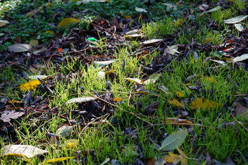 plants in the garden