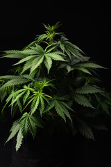 Naklejka na ściany i meble Cannabis Indica on black background, Indica Marijuana