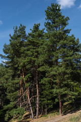 Evergreen trees in forest and blue sky at background