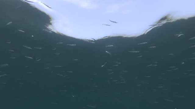 School of fish sand smelt or silverside swims under surface in blue water on blue sky background. Low-angle shot 