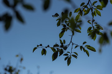 Close up view of green leaves on tree branches and blue sky at background
