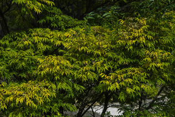 Trees with green leaves in park at summer