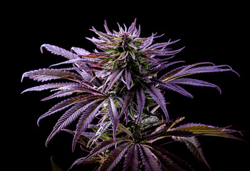 purple marijuana leaf, blue cannabis, beautiful plant on black