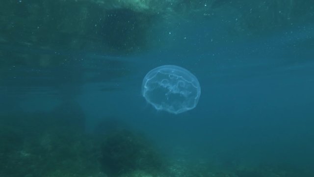 Jellyfish swims underw surface of water, seabed reflected from surface on background. Moon jelly, Common jellyfish or Moon jellyfish (Aurelia aurita) 