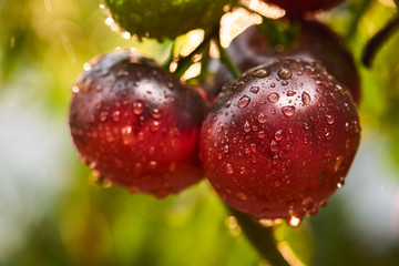 Bunch of ripe natural cherry red tomatoes in water drops growing in a greenhouse  ready to pick