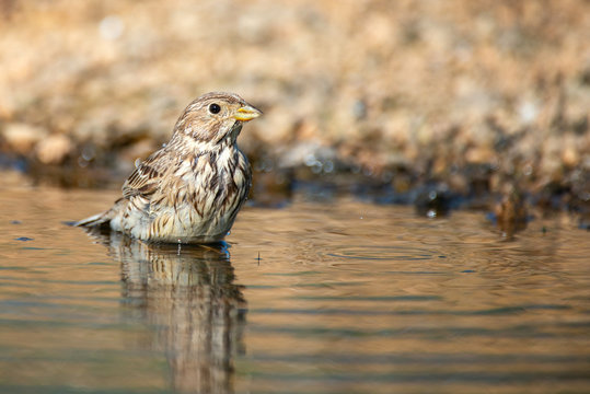 Corn Bunting, Miliaria calandra, bathes in the water