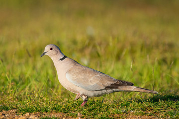 Eurasian collared dove, Streptopelia decaocto, stands on a grass