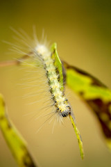 Caterpillar on leaf: Fall webworm