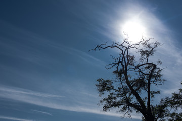 Tree with dry branches and blue sky with sun at background