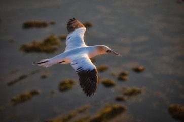 flying gannet