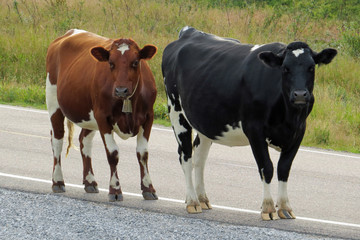 A black white (Holstein Friesian) and a brown white cow standing at the roadside of a country road and looking at the photographer