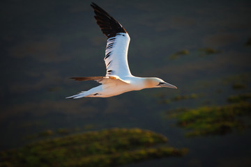 Fototapeta na wymiar flying gannet