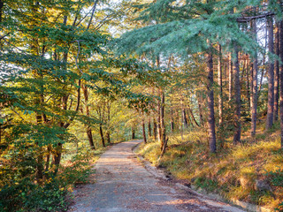 Road in the forest strewn with yellow leaves in autumn