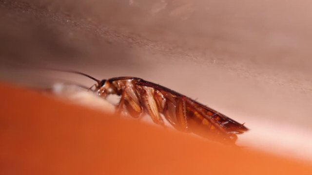 Big Cockroach Making Nest at the Kitchen. Pest Control House Hygiene Concept. 4K Macro Closeup Bug.