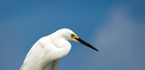 Snowy Egret closeup