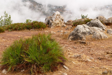 Beautiful landscape with larger stones, little nannorrhops, dry ground and white clouds rising up...