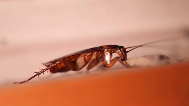 Big Cockroach Making Nest at the Kitchen. Pest Control House Hygiene Concept. 4K Macro Closeup Bug.